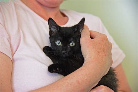 Foster homes for cats. Things To Know About Foster homes for cats. 